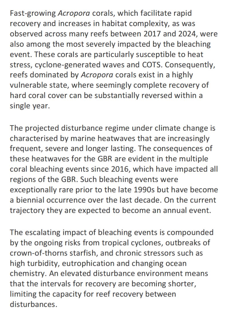 Indonesisches Bergwiesel tweet media