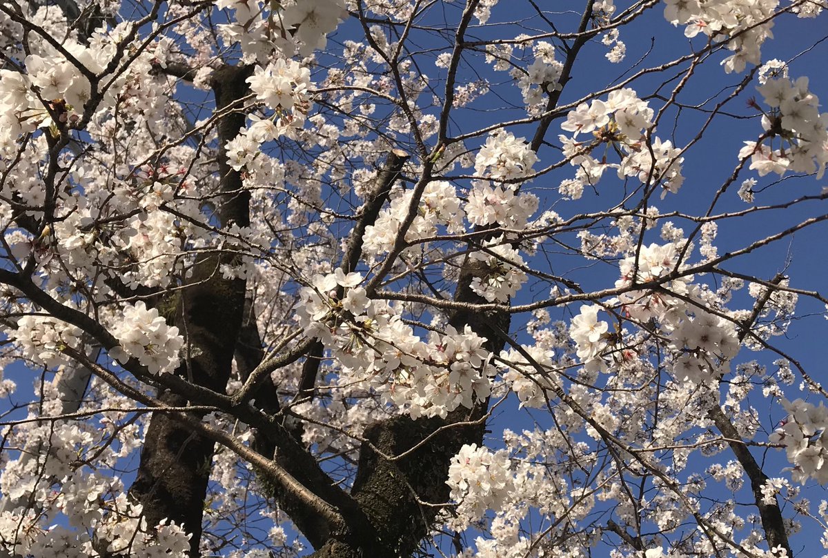morisaki_china's tweet photo. ☀️ご報告☀️

本日4月1日より、マウスプロモーションに所属させていただくこととなりました。

森崎千奈(もりさき ちな)です。

お世話になった皆様、出会ってくださった皆様への感謝の気持ちを忘れず、これからも日々精進してまいります。

今後ともよろしくお願いいたします！ https://t.co/vcMjsySCph