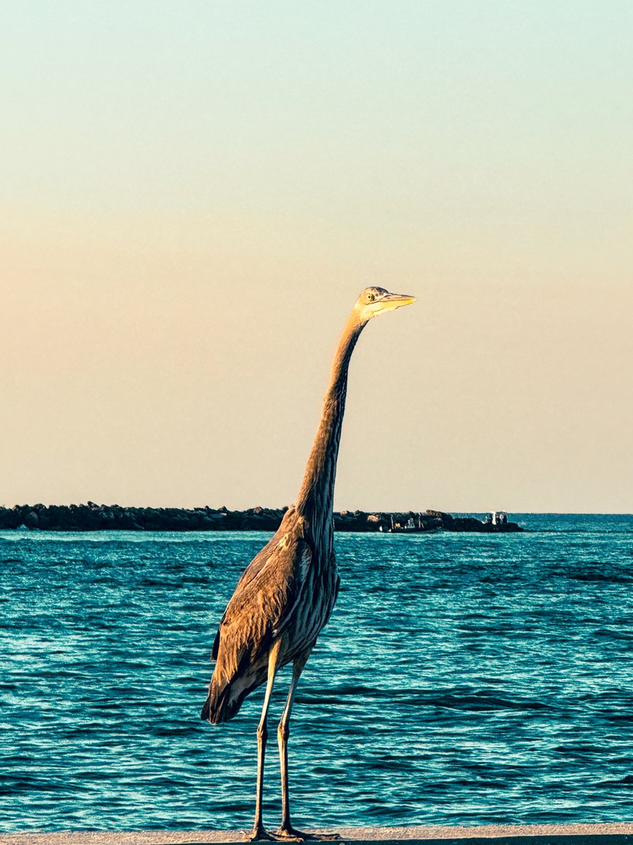 City of Orange Beach tweet media