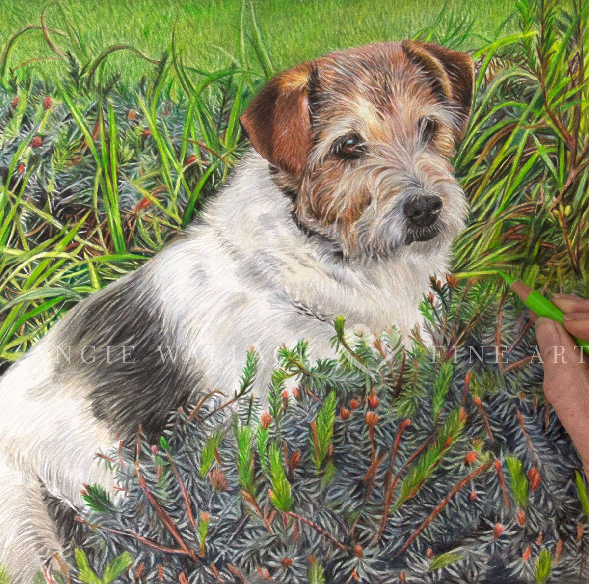 AngieWFineArt's tweet image. Here's lovely Molly's finished portrait.  Drawn in coloured pencils 10x10 inches.
When Molly was a puppy, she loved to dig in the Heather bed, so it was always 'Molly's Heather'.
angiewallacefineart.com 
#dogportrait #petportrait #colouredpencil #jackrussell #borderterrier