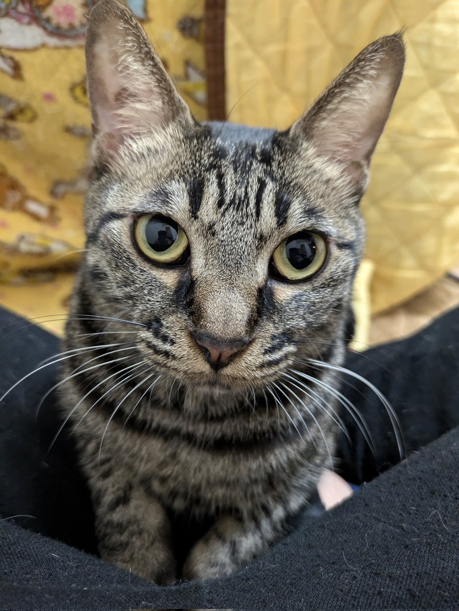 サスケざえもん tweet media