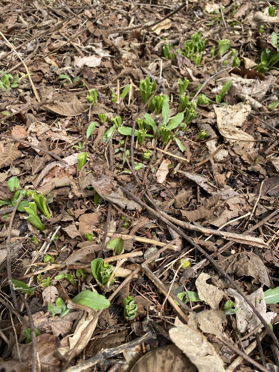 むつごろー tweet media