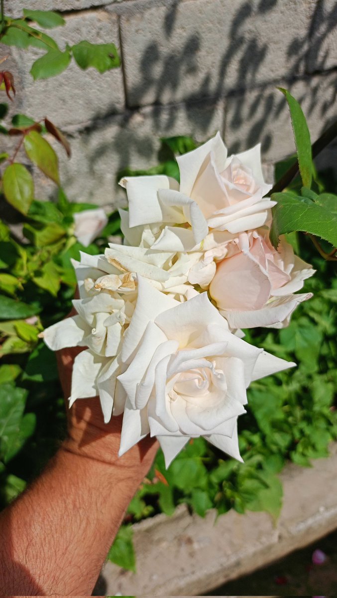 Tahsin💚❤️✌️ tweet media