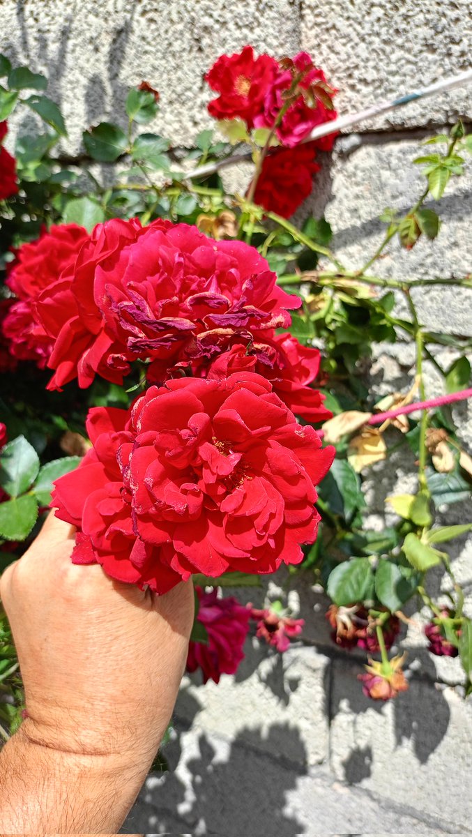 Tahsin💚❤️✌️ tweet media