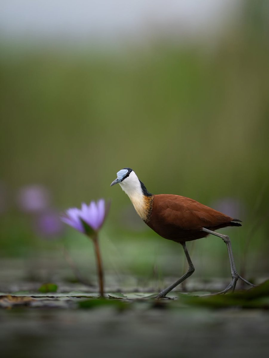 Nze Zingo Zal tweet media