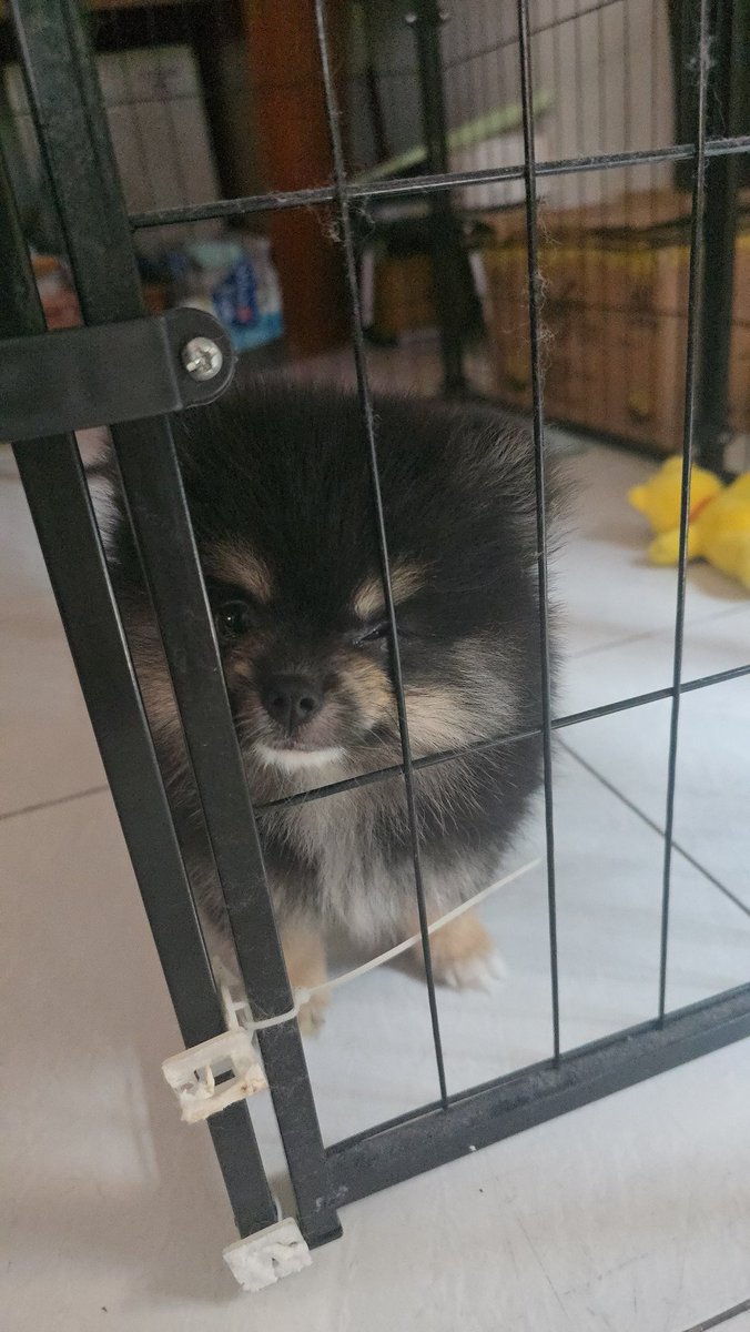 ╰𝘍𝘦.𝘳𝘪𝘯_☆・*。♡☘︎ tweet media