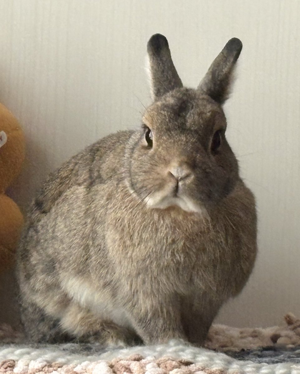 うさぎのちゃっぴー tweet media