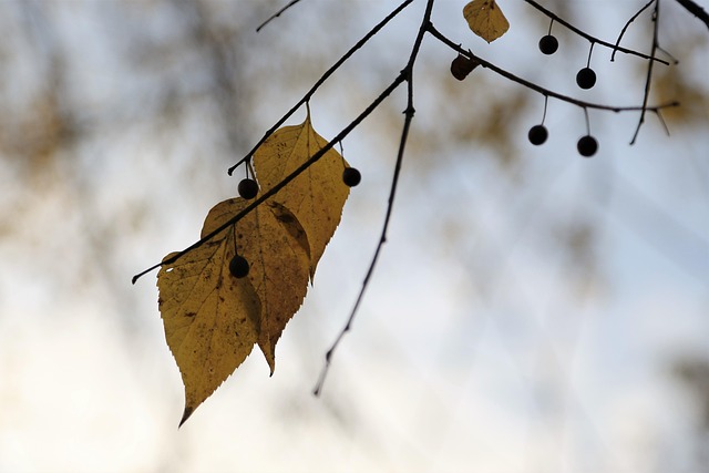 Eric Perras tweet media