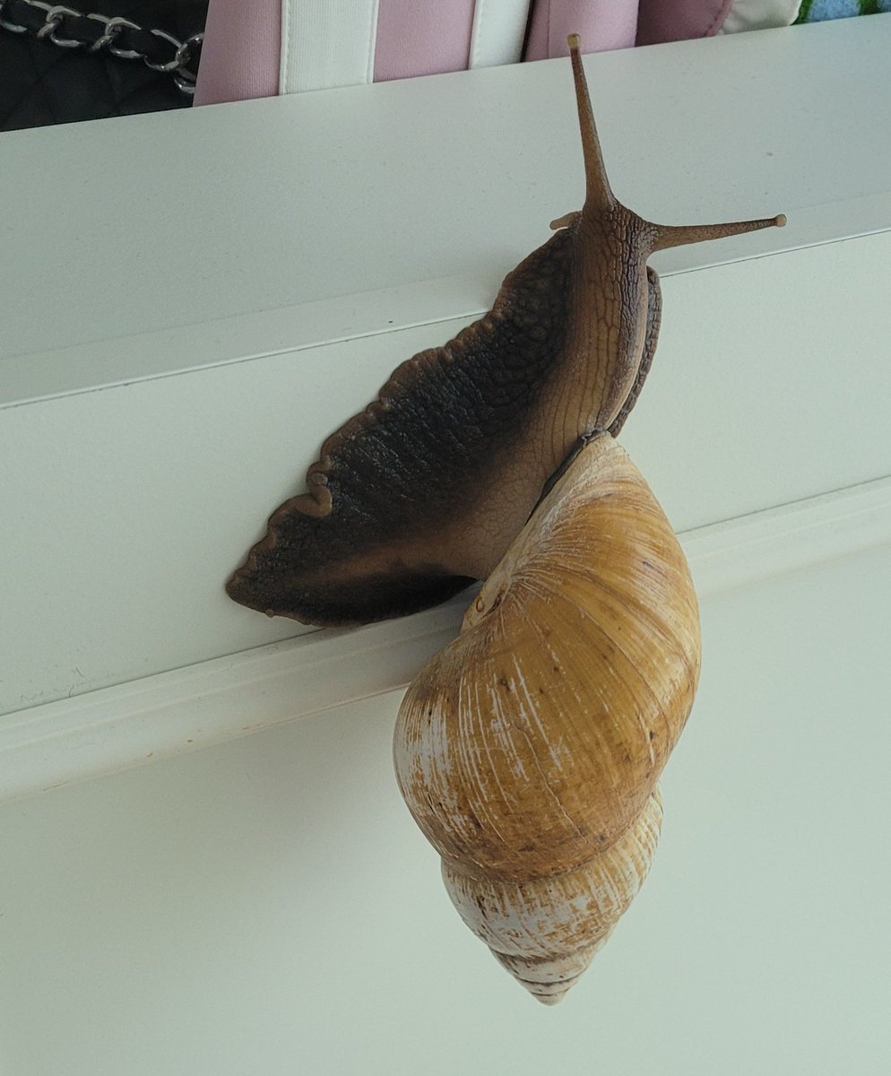 말랑팜🐌 tweet media