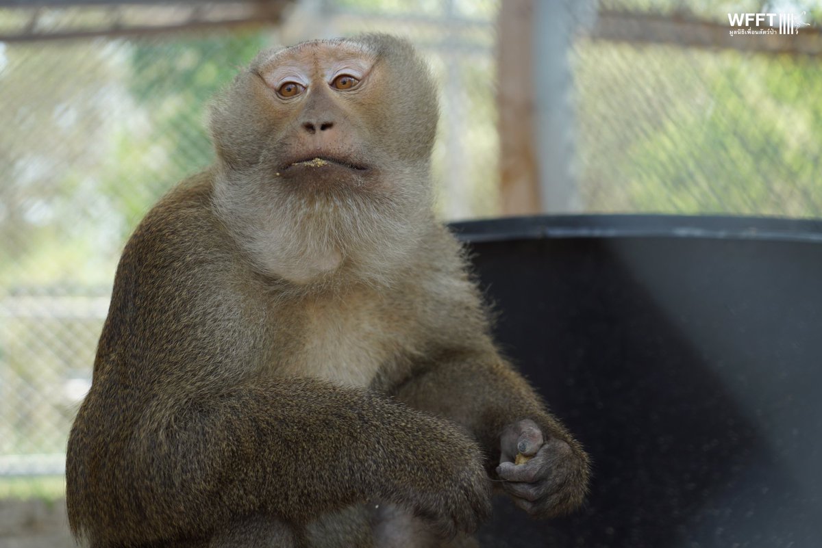 Wildlife Friends Foundation Thailand tweet media