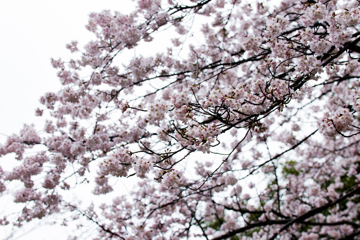 きゅー tweet media