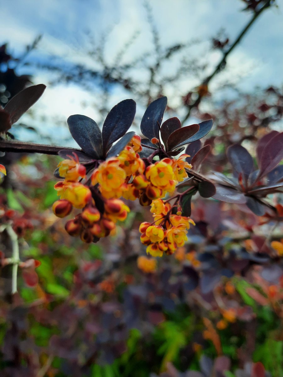 SwivelEyedLoon tweet media