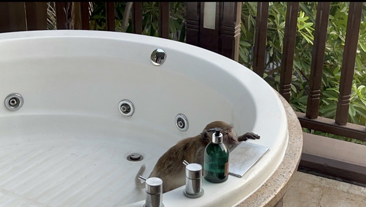 BKKNewbieCouple tweet media