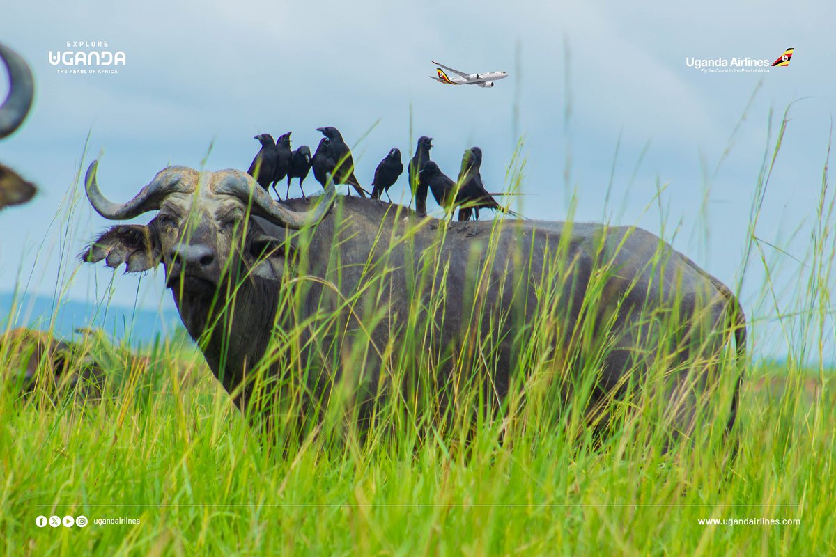 Sophie Nattabo tweet media