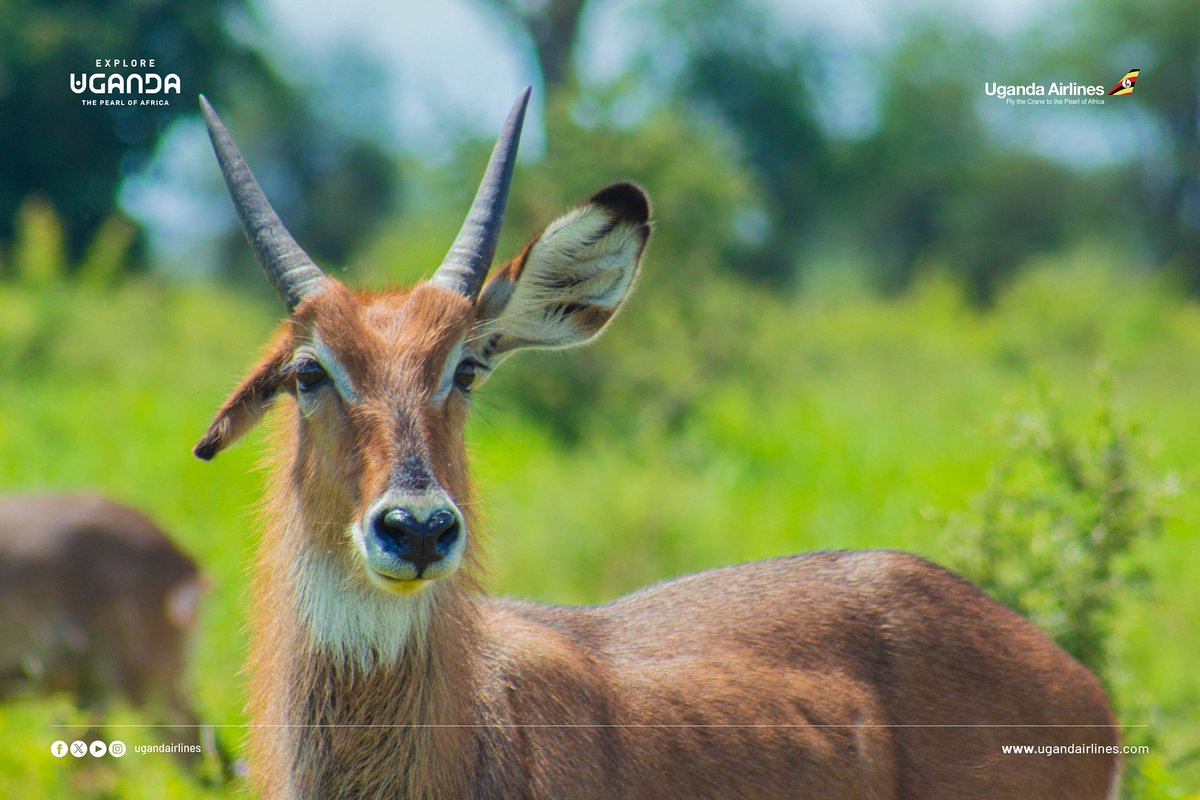 Sophie Nattabo tweet media