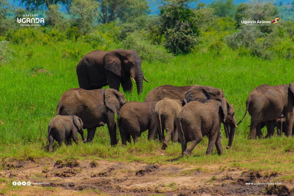 Sophie Nattabo tweet media