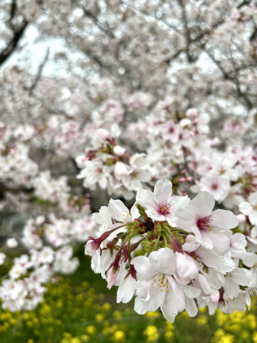 桜ハンターちぇり🌸 tweet media