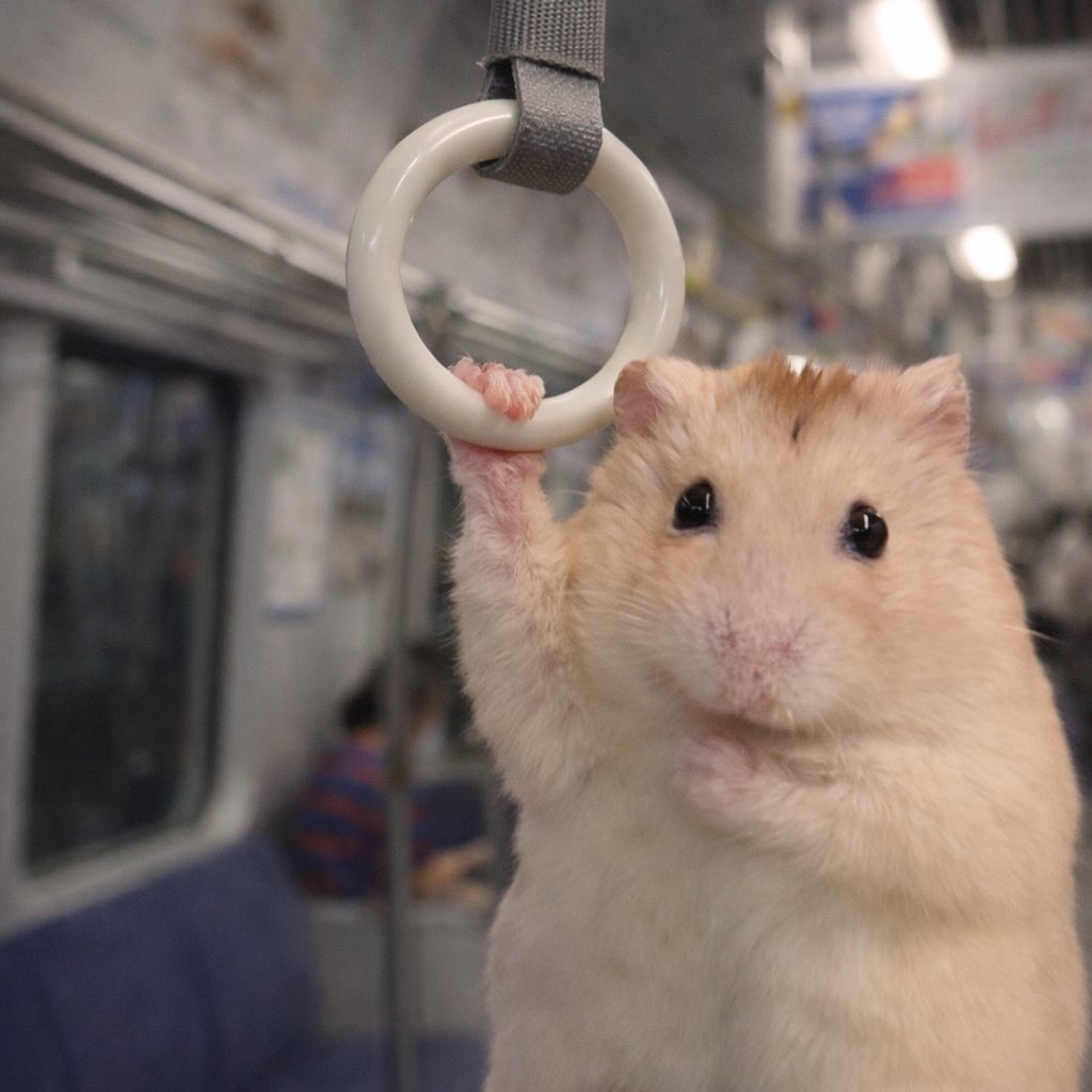 ようちゃん’s Room tweet media