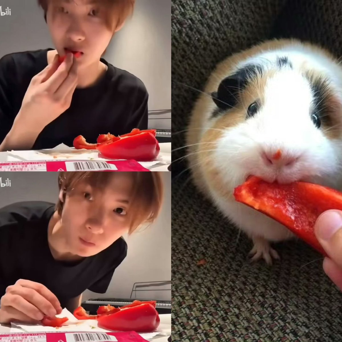 GuineaPig love🐽🐹 tweet media