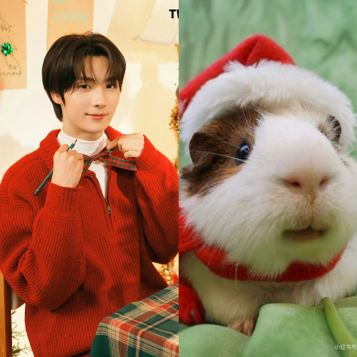 GuineaPig love🐽🐹 tweet media