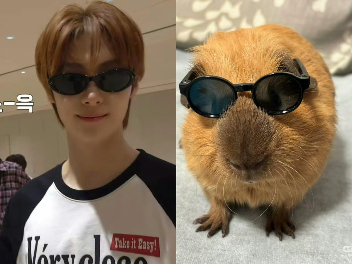 GuineaPig love🐽🐹 tweet media