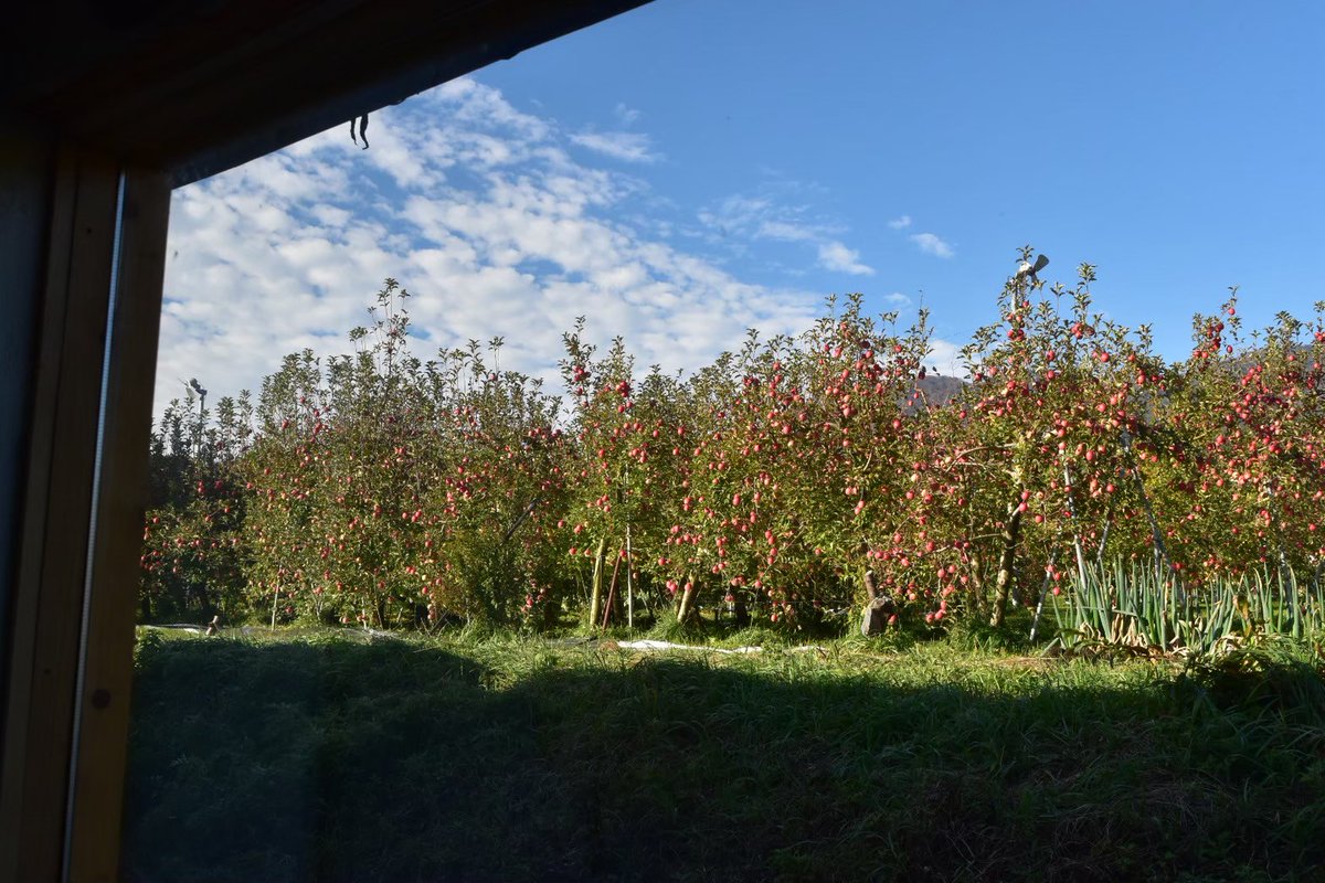 北沢毅/リンゴ野郎🍎 tweet media