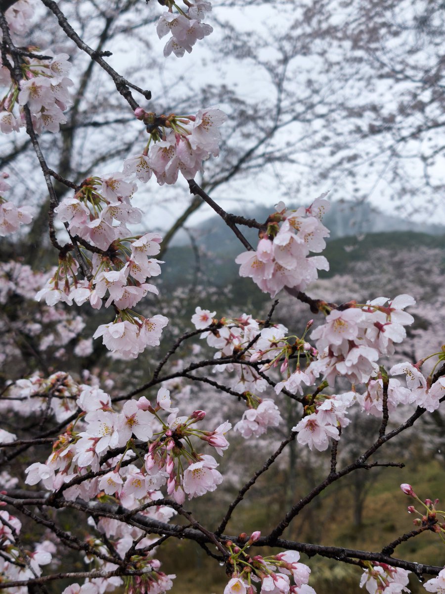 えふた tweet media