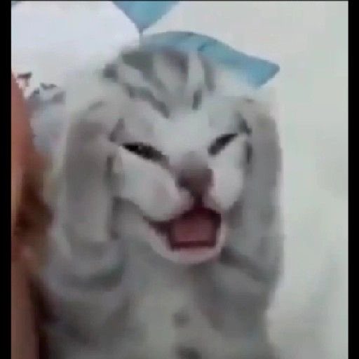 FerAnaya🫀 tweet media