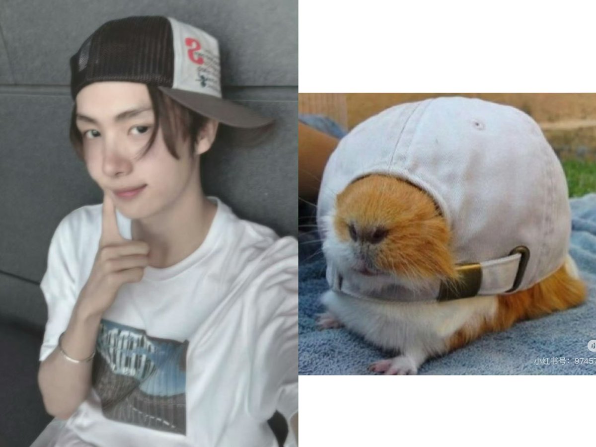 GuineaPig love🐽🐹 tweet media