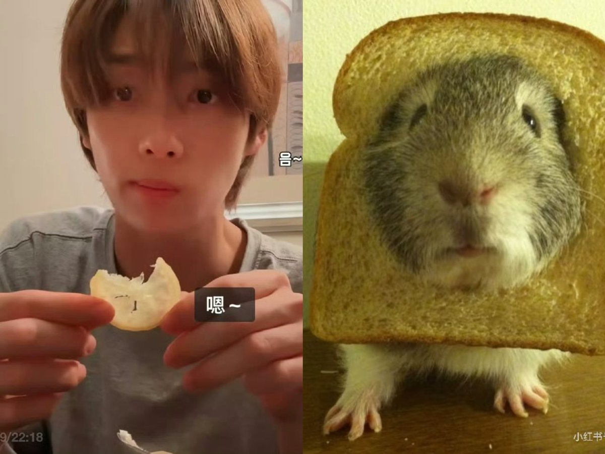 GuineaPig love🐽🐹 tweet media