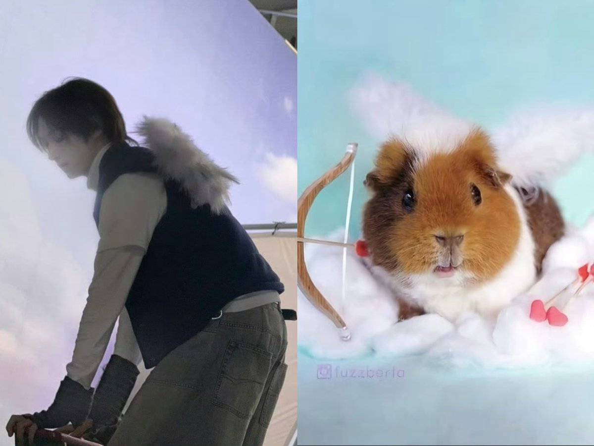 GuineaPig love🐽🐹 tweet media
