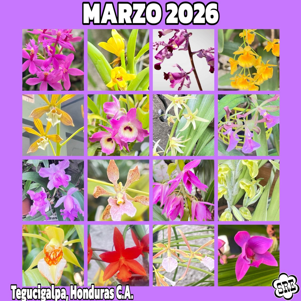 Despidiendo Marzo con estas bellezas que me regaló! Tegucigalpa, Honduras 🇭🇳