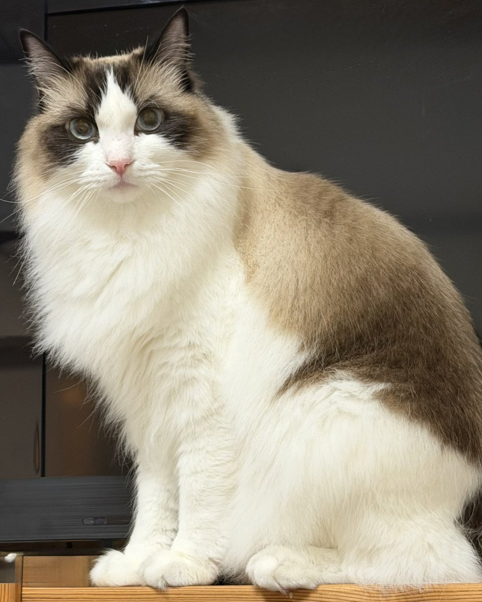 ラグドールのらぐ太郎 tweet media