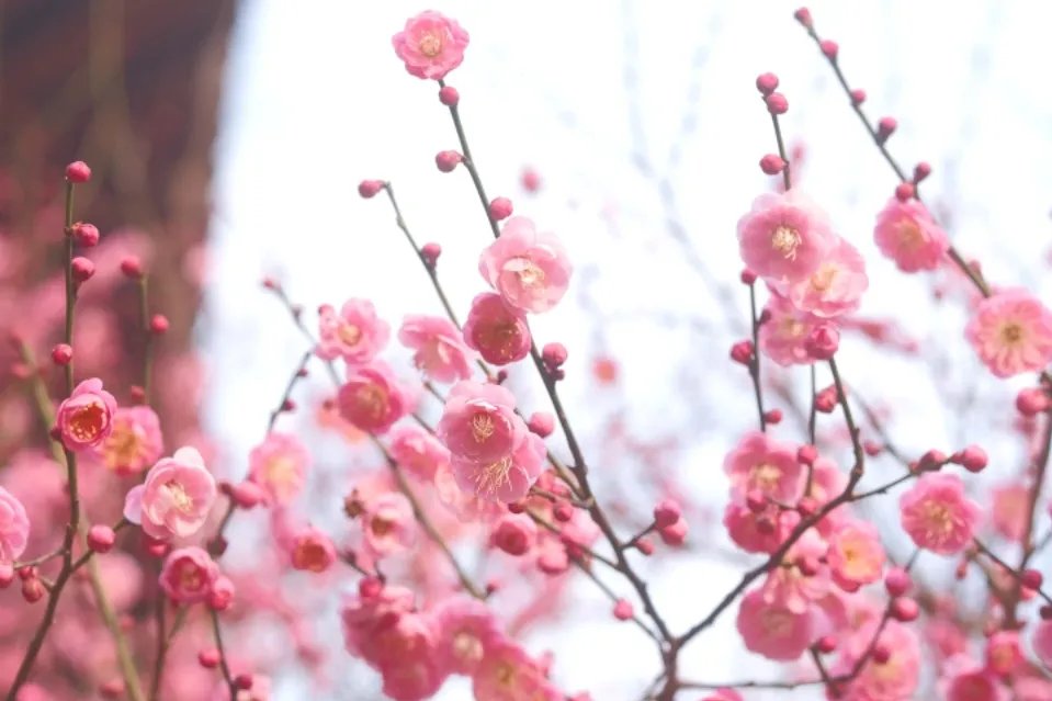ZJU_China's tweet image. At this time of year, ZJU is filled with sunshine, breezes, and blossoms. Flowers bloom on the branches, and brighten every corner of the ZJU campus.🌸

Photos: 浙大微学工
#ZJU #Springvibe #flowers #blossoms #plum #magnolia #camellia #cherryblossom