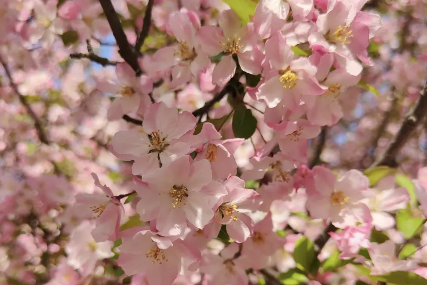 ZJU_China's tweet image. At this time of year, ZJU is filled with sunshine, breezes, and blossoms. Flowers bloom on the branches, and brighten every corner of the ZJU campus.🌸

Photos: 浙大微学工
#ZJU #Springvibe #flowers #blossoms #plum #magnolia #camellia #cherryblossom