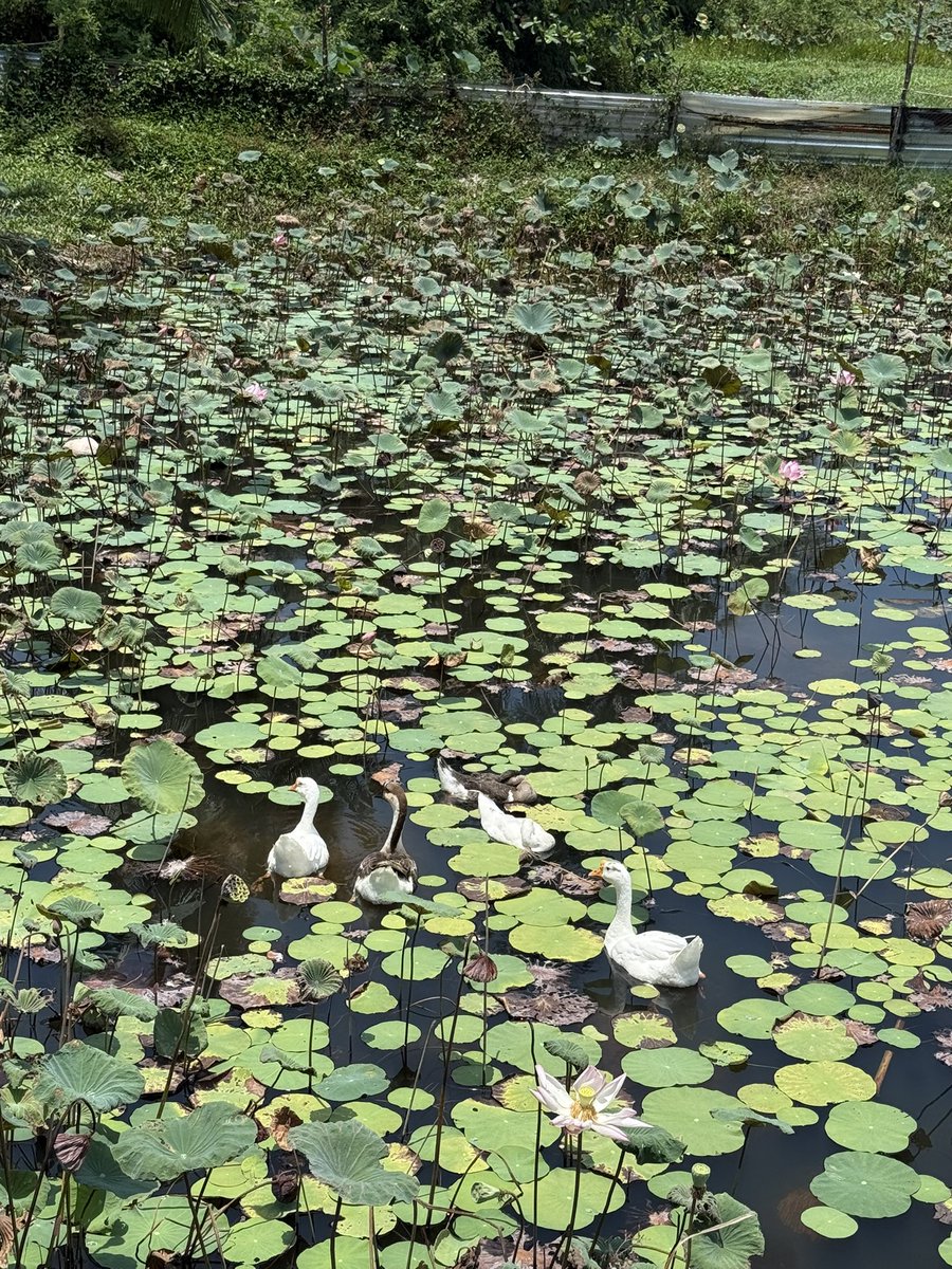 Anastasia Starzeva tweet media