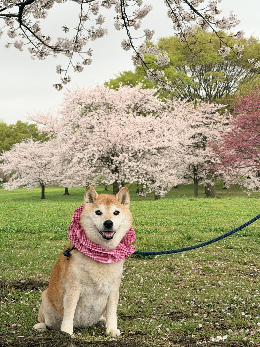 柴犬ハナ tweet media