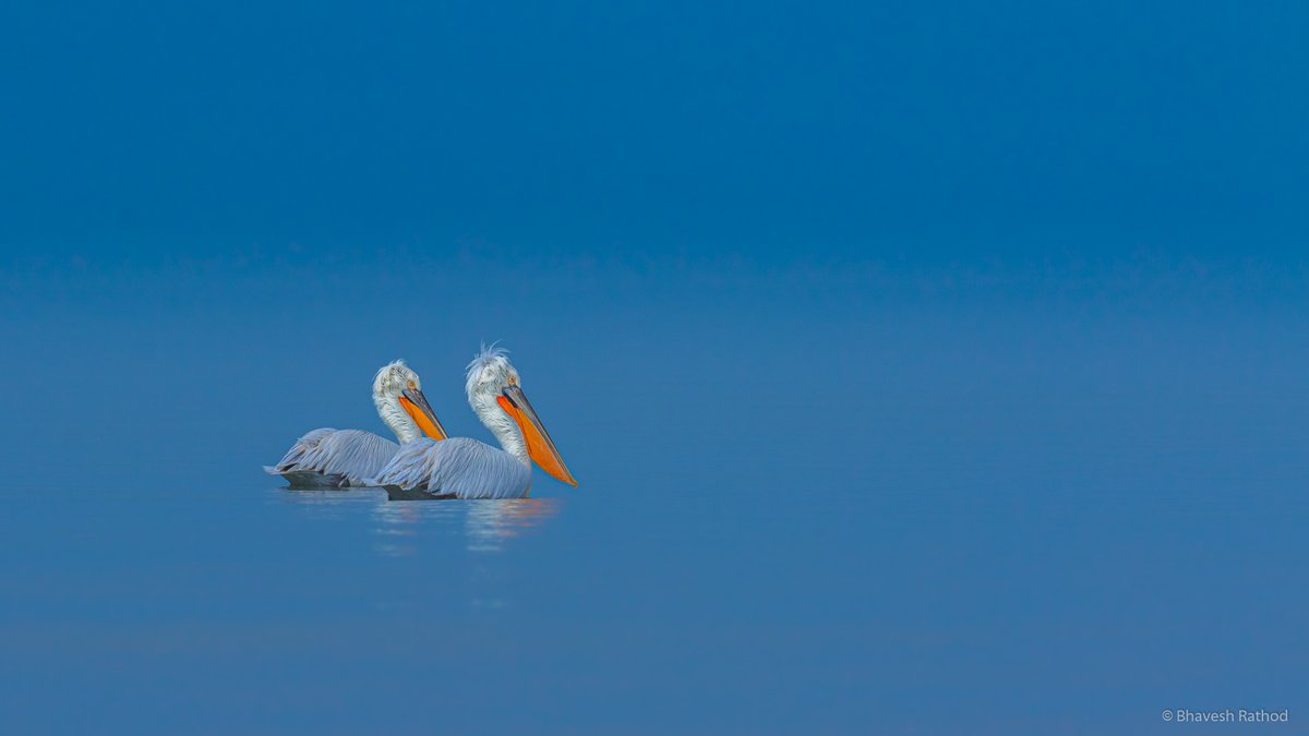 Dalmatian Pelican (Pelecanus crispus) - This huge bird is by a slight margin the largest of the pelican species and one of the largest living flying bird species.

Modhva Beach, Mandavi, Gujarat, India 🇮🇳
 
#birdphotography #NaturePhotography #wildlife #birds