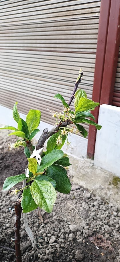 gdekinder's tweet photo. Maandelijkse Fruit-Nieuwsbrief met praktische tips voor de #fruittuin in april.
Met praktische tips ivm kerven, planten van pawpaw, voorkomen van schade door de lentenachtvorst en ...
Eenvoudig te downloaden als pdf via de link https://t.co/ATkEv4jRA7 https://t.co/hqw5qD6fzd