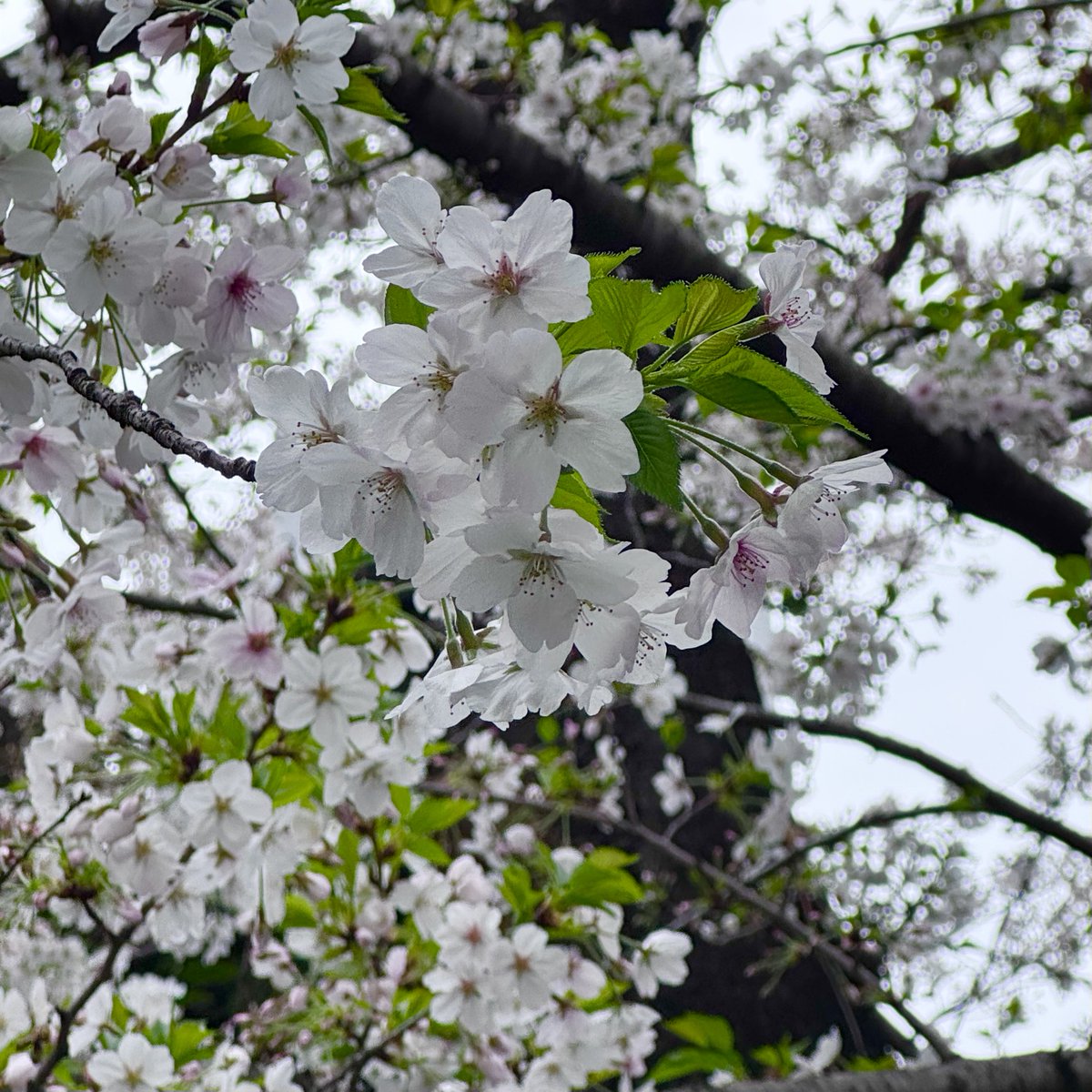 ファーイーストカフェ tweet media