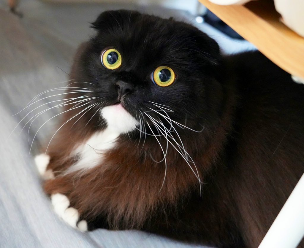 ウナギネコのうなぎ tweet media