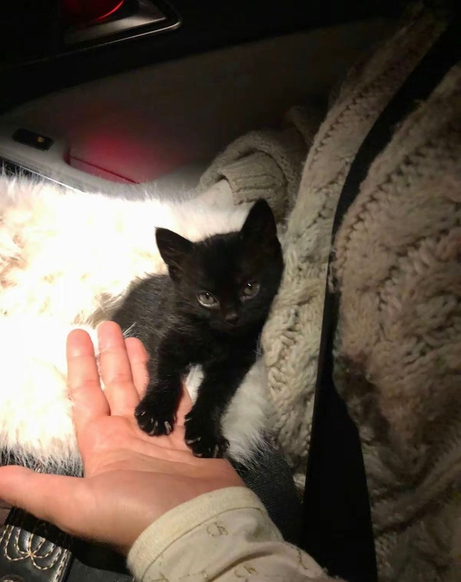 Black cats are not bad luck tweet media