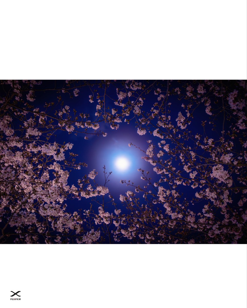 鎌倉、鶴岡八幡宮八幡宮参道。
段葛の桜並木は7分咲ほど。
雲の隙間からの朧月と桜が綺麗でした。