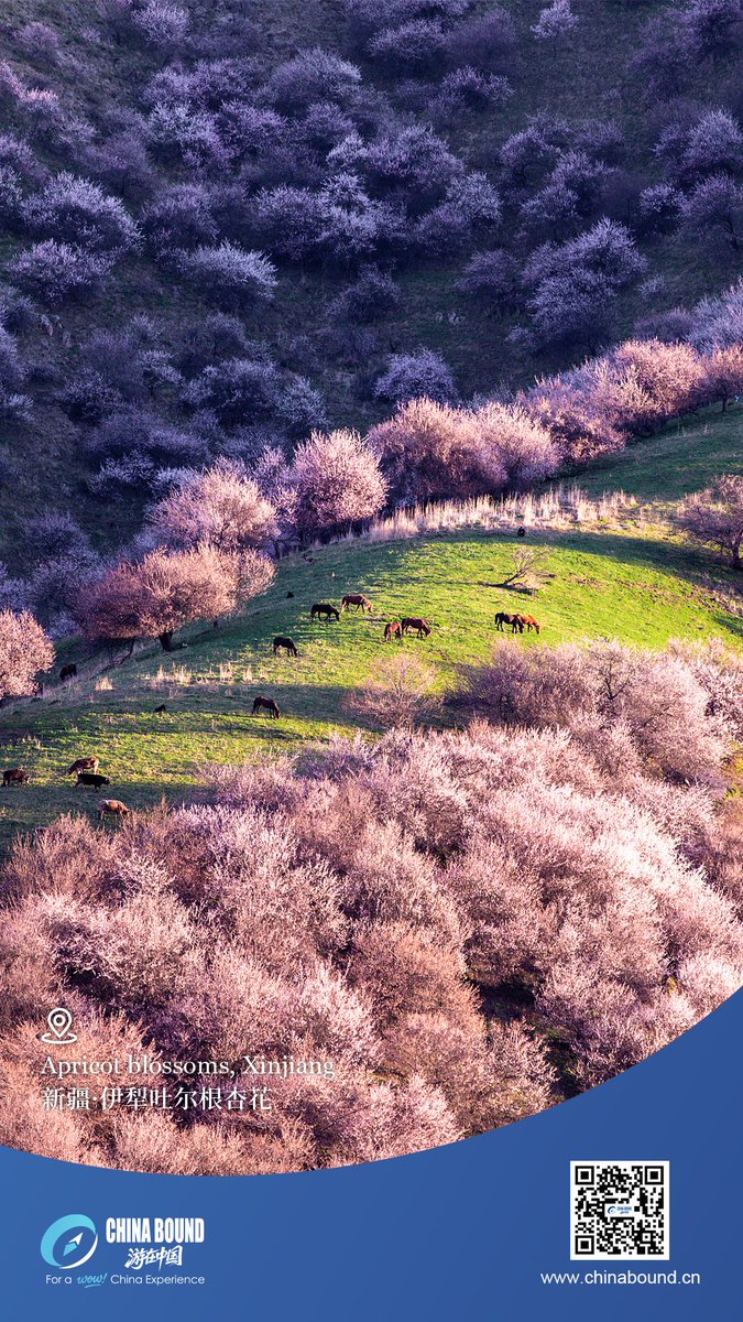 China Bound tweet media