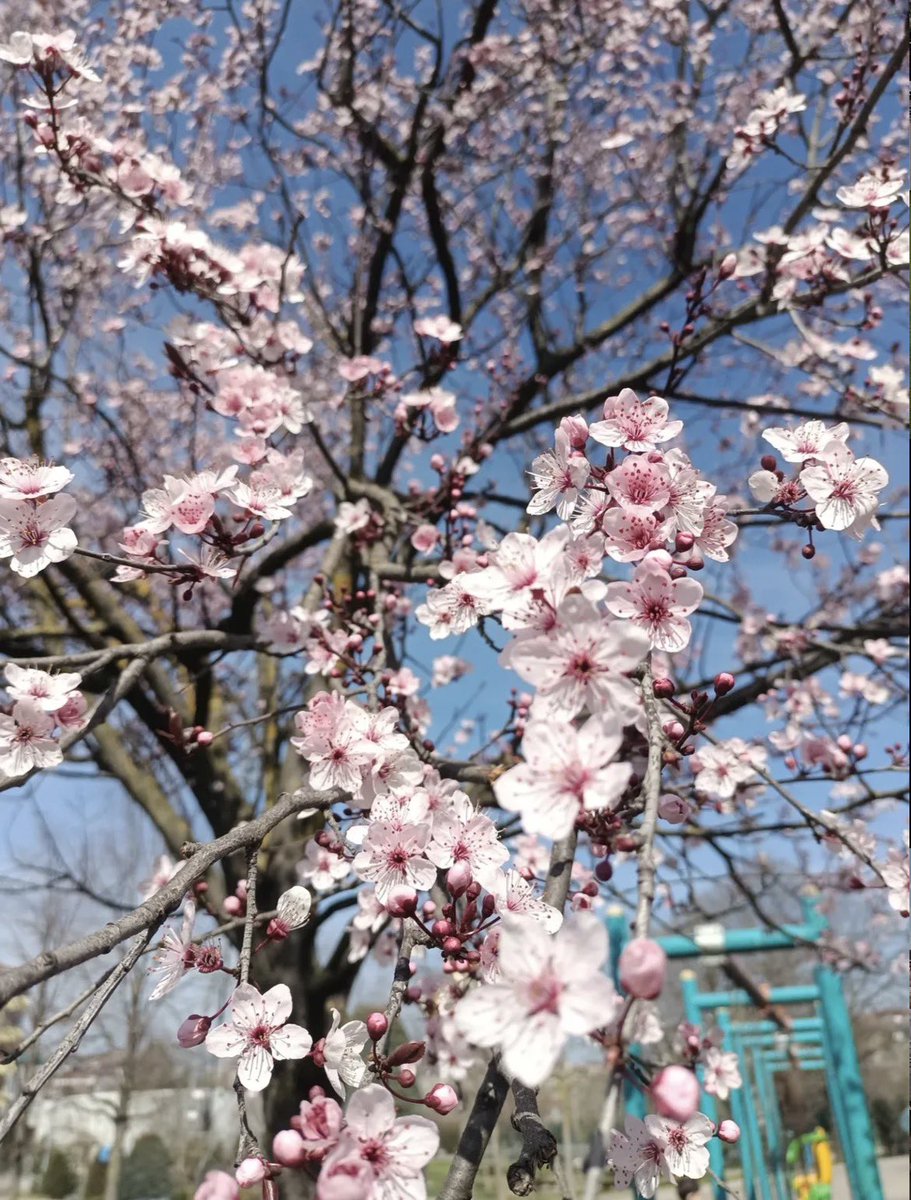 Çemo🍁✌️ tweet media
