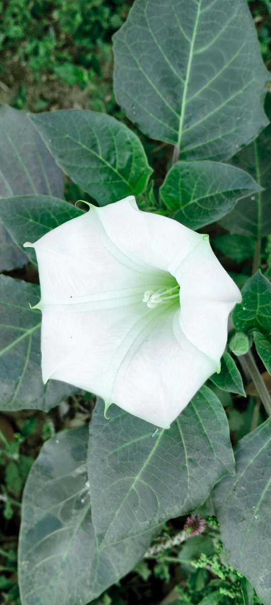 M͞͞u͞͞s͞͞a͞͞f͞͞i͞͞r͞͞ مسافر tweet media