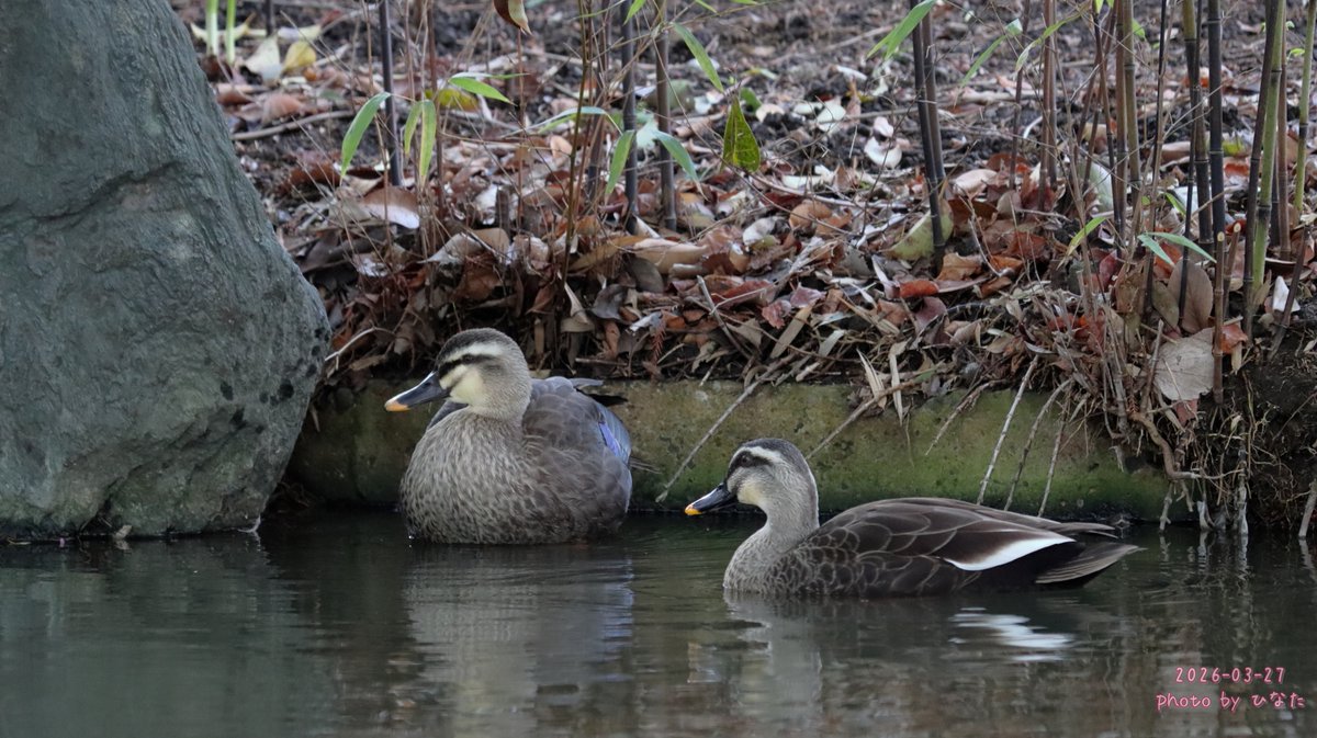 ひなた tweet media