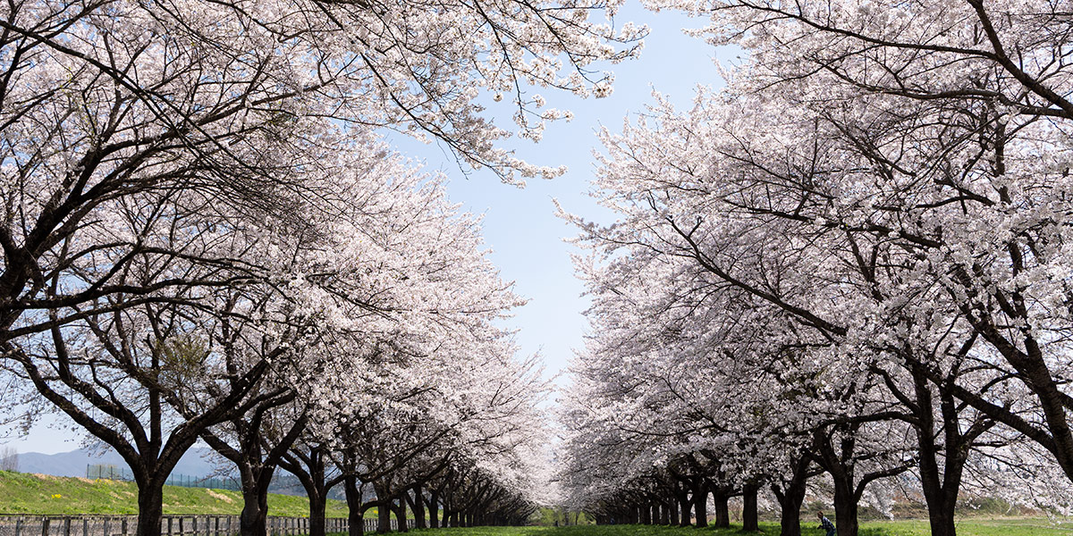 岩手競馬【IWATEKEIBA】 tweet media