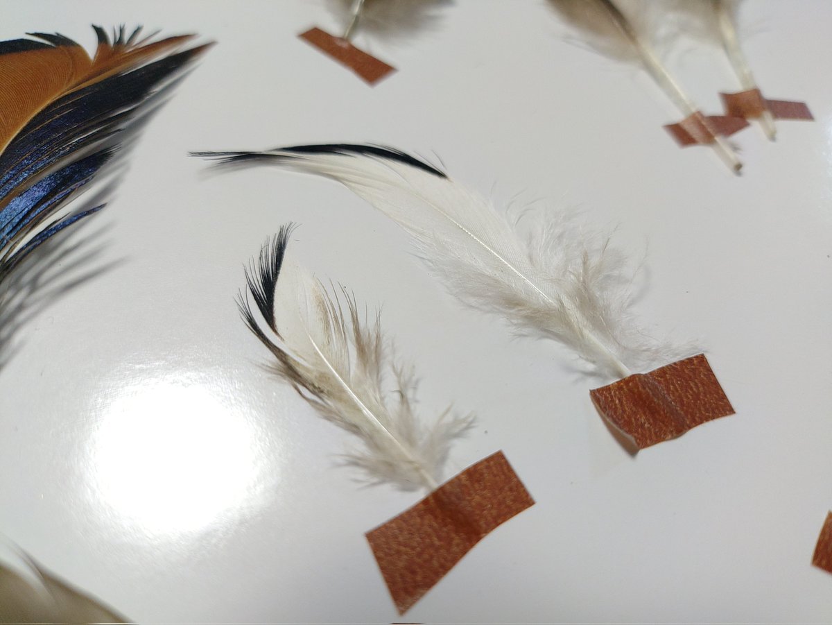 torimini tweet media