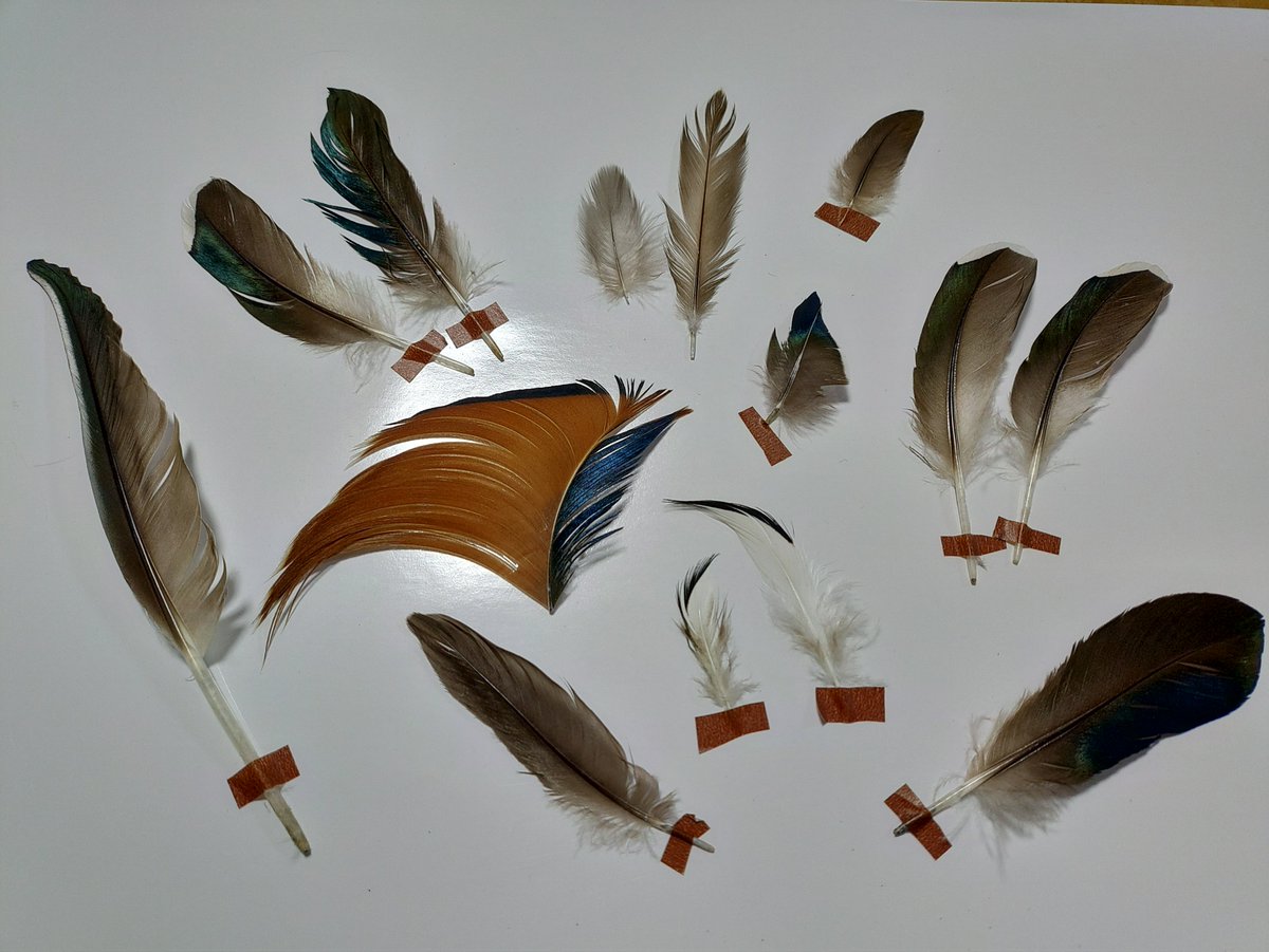 torimini tweet media